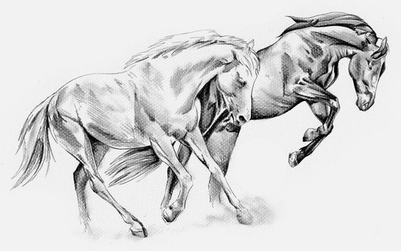 Tierärztliche Praxis für Pferde - Bergmann - Zeichnung 2er Pferde im Galopp