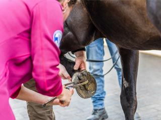 Tierärztliche Praxis für Pferde - Bergmann - Orthopädie