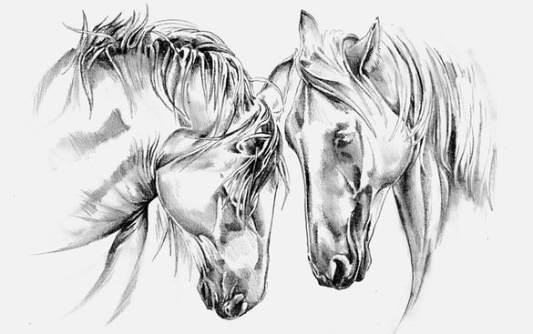 Tierärztliche Praxis für Pferde - Bergmann - Zeichnung 2er Pferdeköpfe