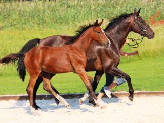 Tierärztliche Praxis für Pferde - Bergmann - Reproduktionsmedizin
