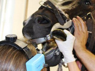 Tierärztliche Praxis für Pferde - Bergmann - Zahnheilkunde
